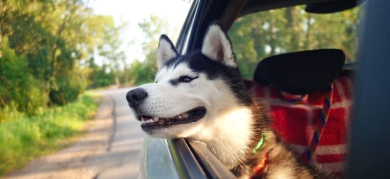 Dog in a car window