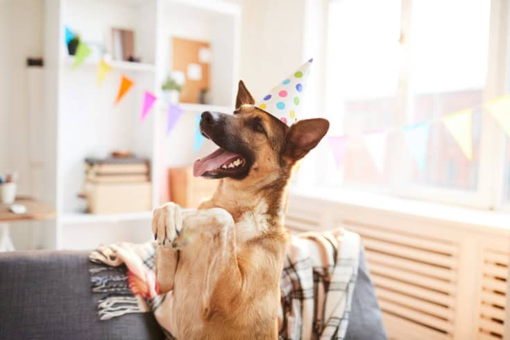 Excited Dog Celebrating Birthday