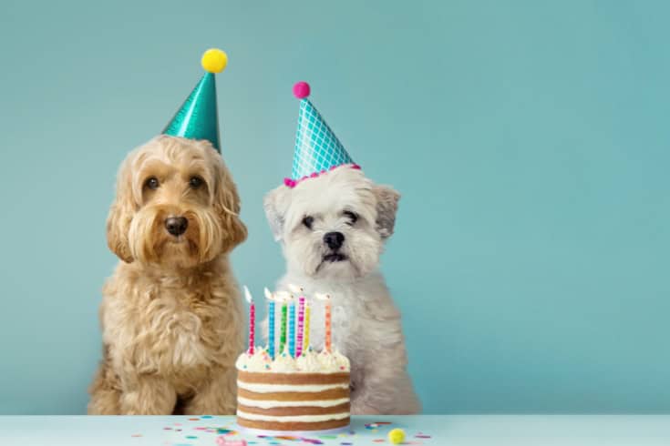 Two Dogs in Party Hats