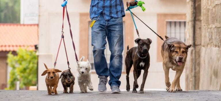 dog walker with leashed dogs