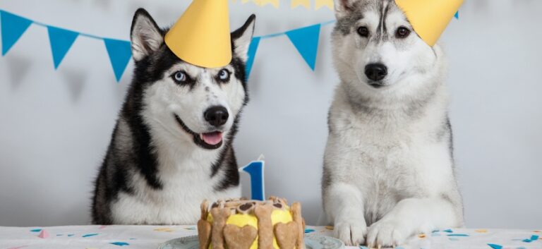 dogs birthday