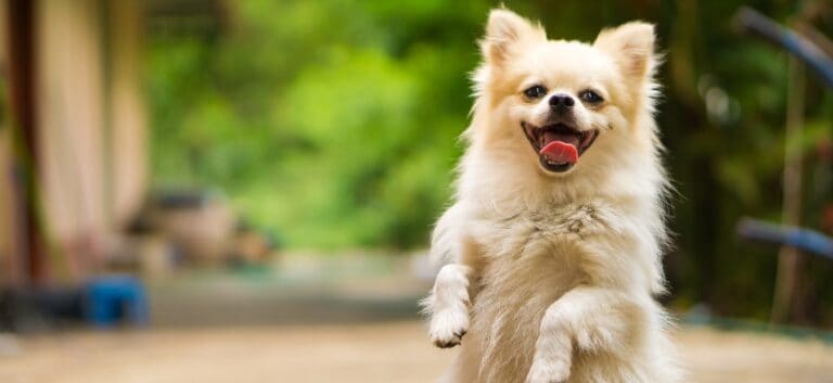 happy dog