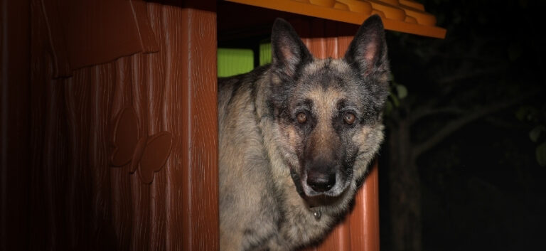 Dog at night