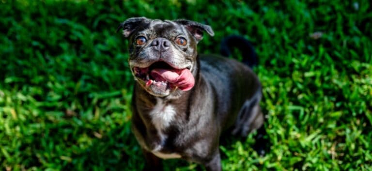 French Bulldog Smiling