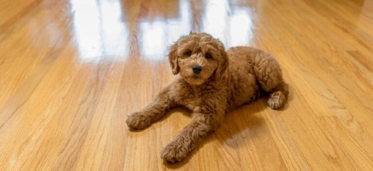 Best Hardwood Floor Finishes for Dog Owners A Contractors Honest Guide